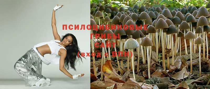 наркотики  Мегион  Псилоцибиновые грибы Magic Shrooms 